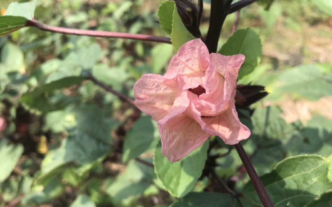 Organic Rosella