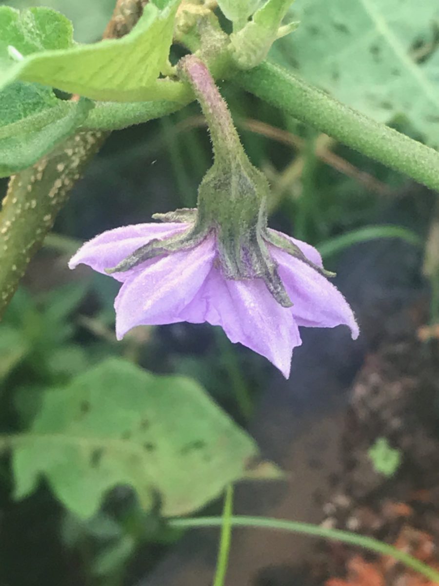 Organic Life – stories from the farm