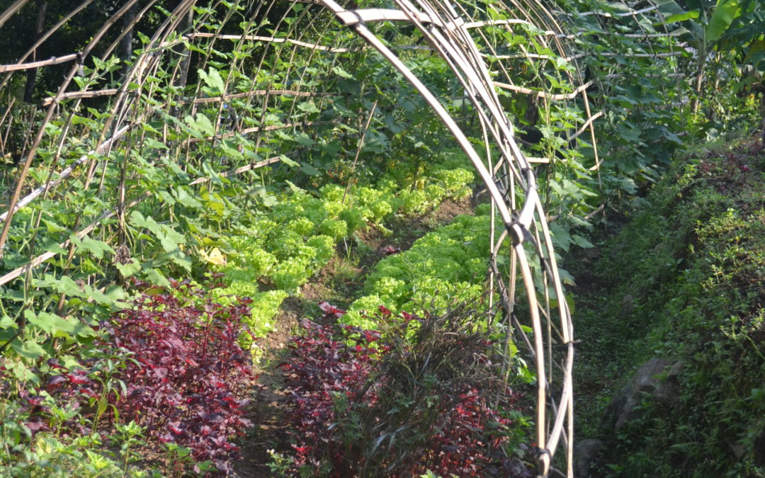 An organic farm has a special life of its own