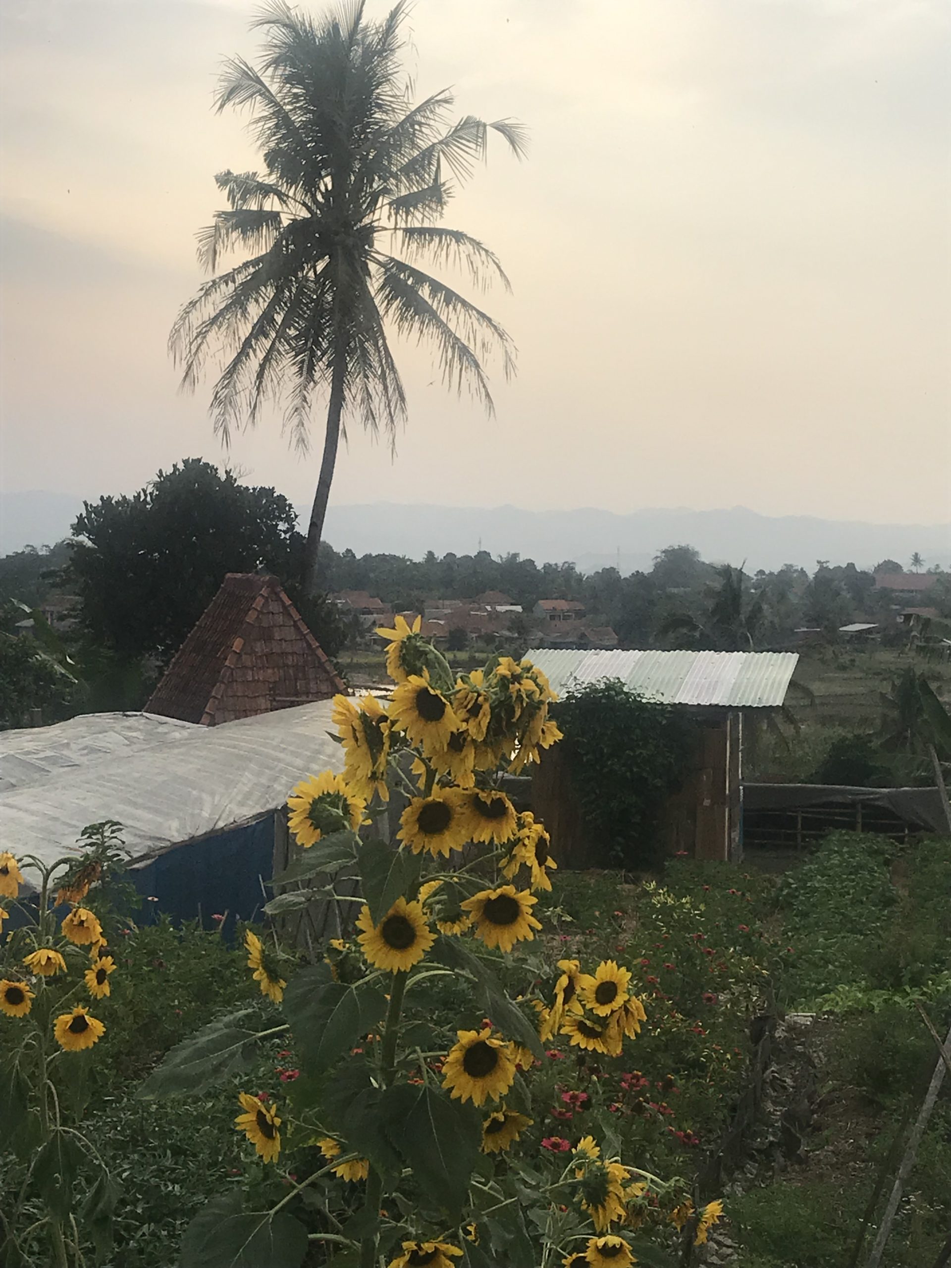 Sunflowers