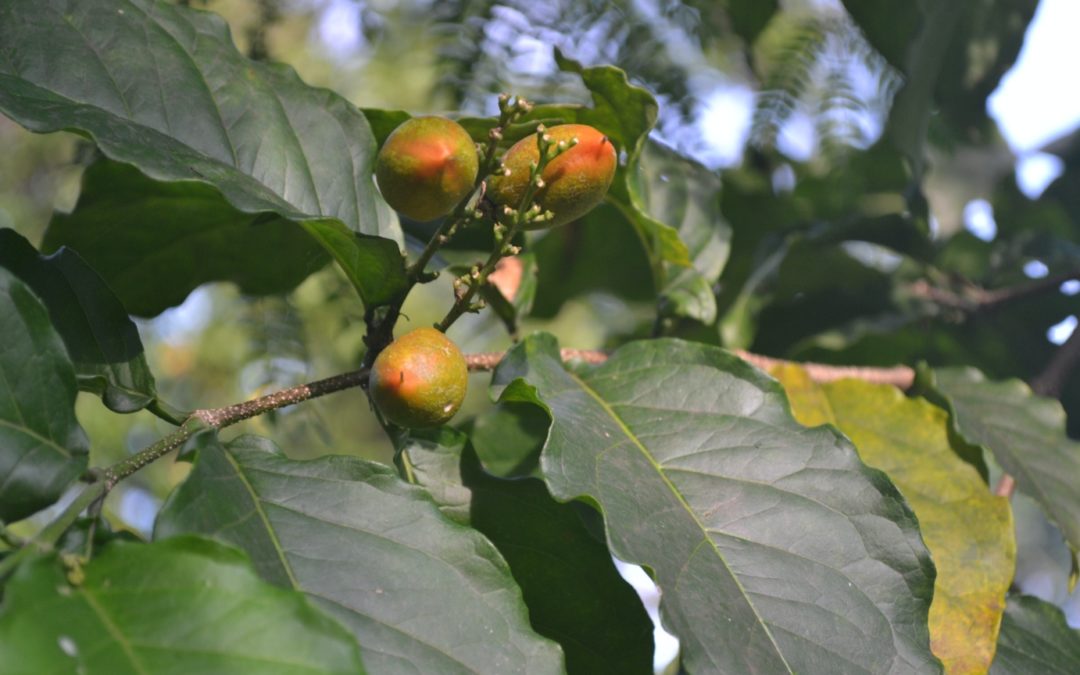 Growing organic farm produce small quantities of big variety