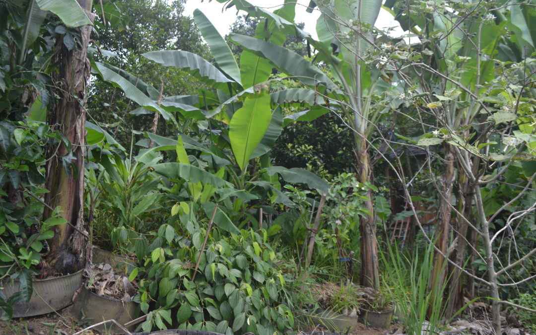 Forest Garden