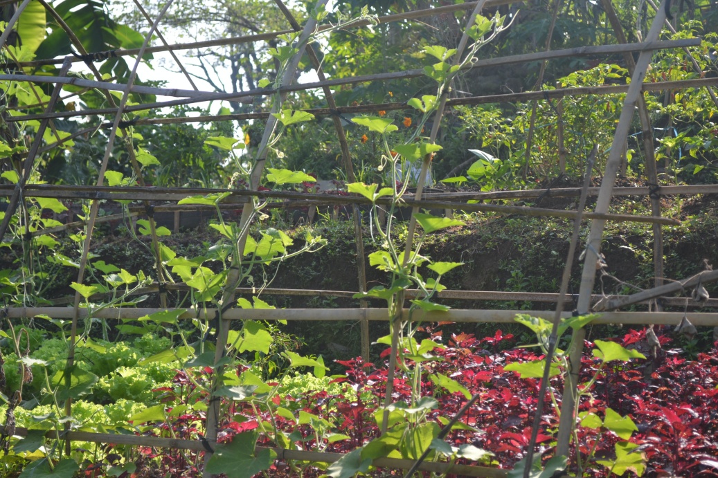 batch_early growing