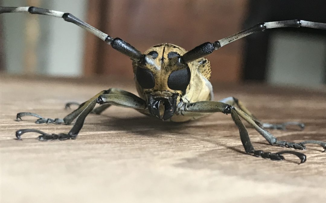 Long-horn a beautiful beetle story