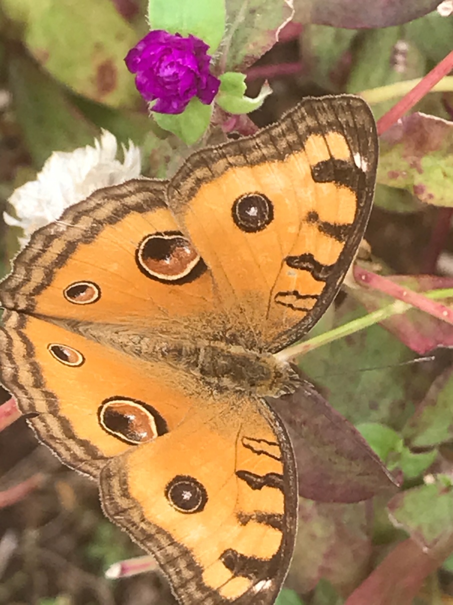 Peacock Pansy #2
