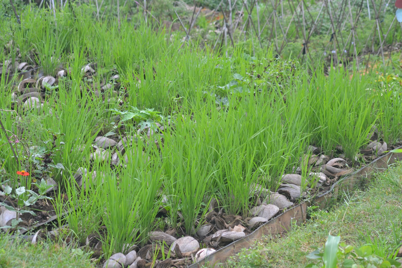 “the marvellous world of old heritage rice” ~ 5eyesfarm