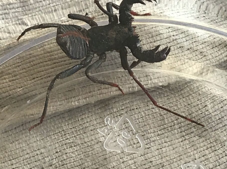 Whip Scorpions look scary but don’t sting