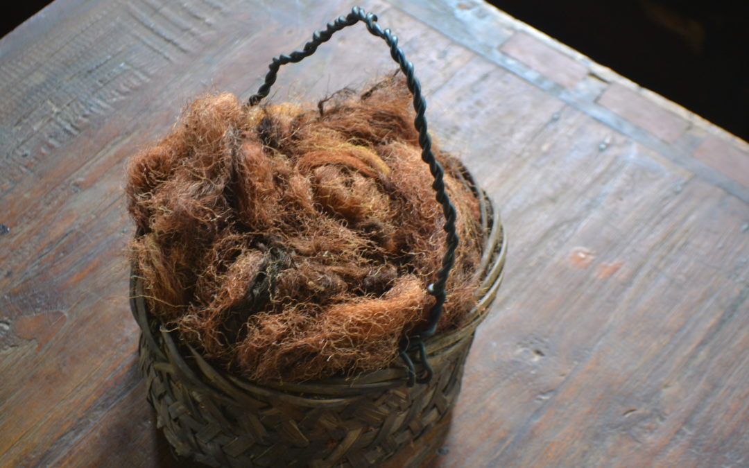 Cornsilk – the mysteriously easy, healing tea