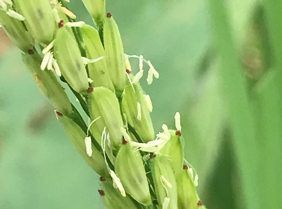 “The Marvellous World Of Old Heritage Rice”