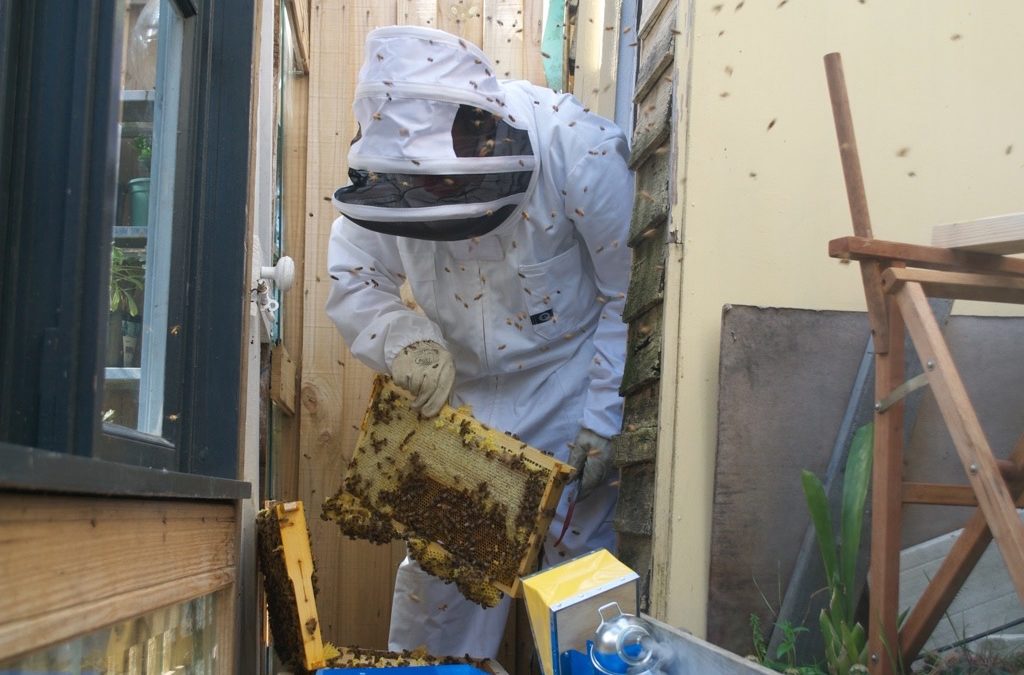 Bee farming in the backyard is fun and good