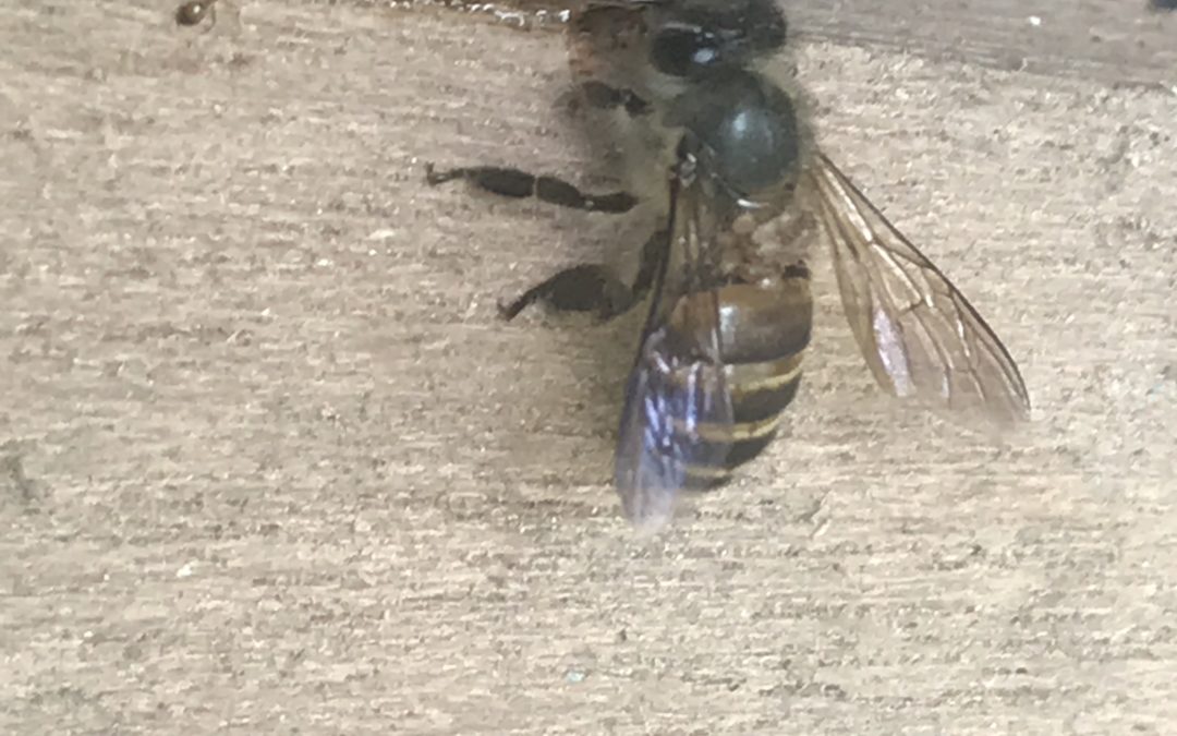 The bees have moved in to the spare room