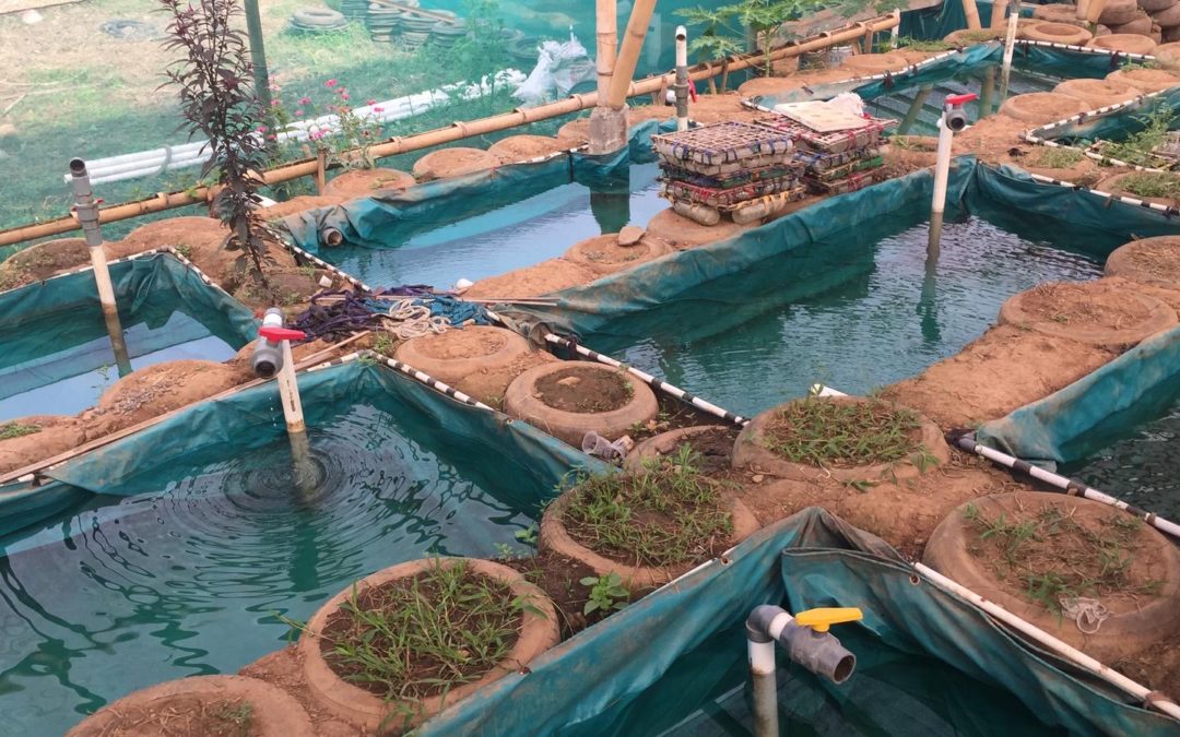 Aquaponics – the magic art of growing freshwater fish and productive plants together